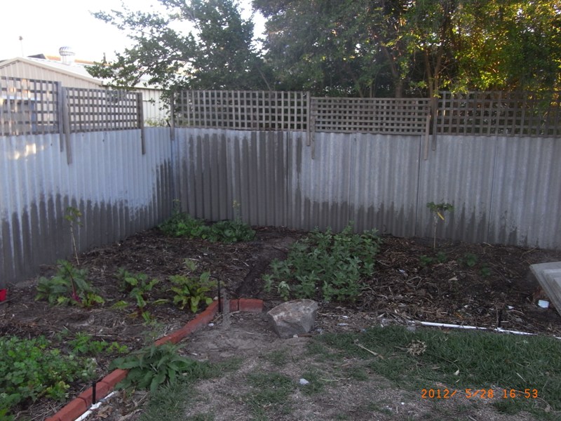 backyard_280512 006resize.jpg