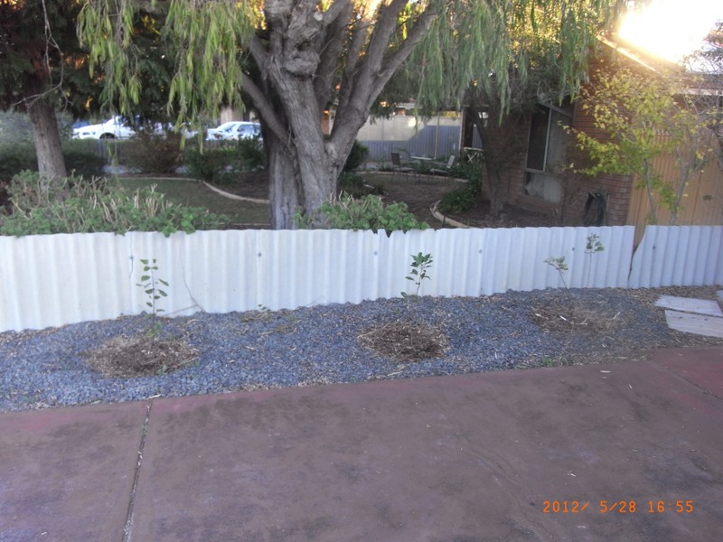 backyard_280512 008resize.jpg