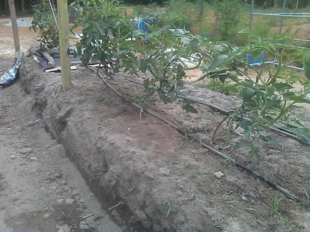 5-26-2012 cleaned up the edge of the tomato bed with bucket tractor.jpg