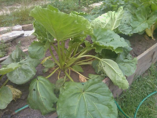 5-26-2012 rhubarb after 4th harvest.jpg