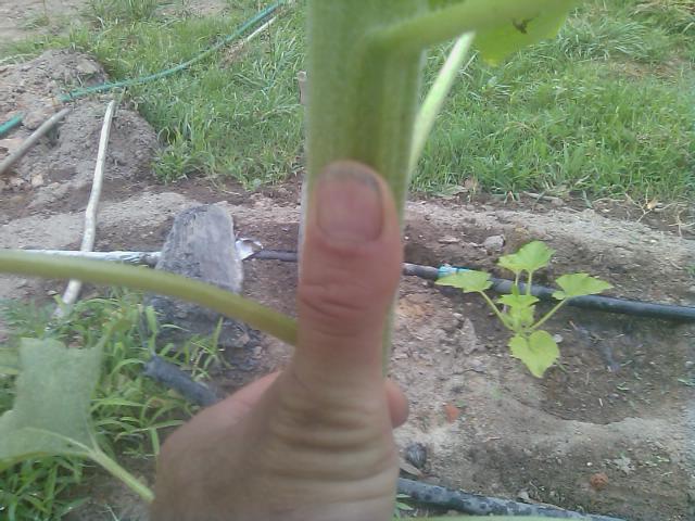 5-26-2012 volunteer sunflower plant.jpg