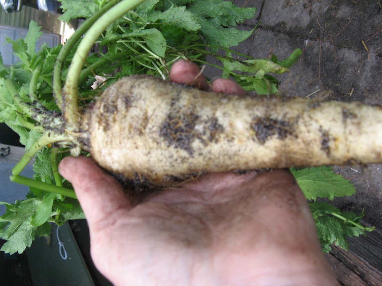 parsnip.JPG