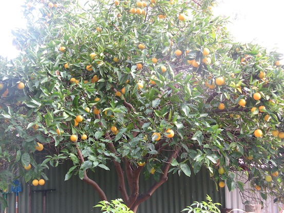Laden orange tree.JPG