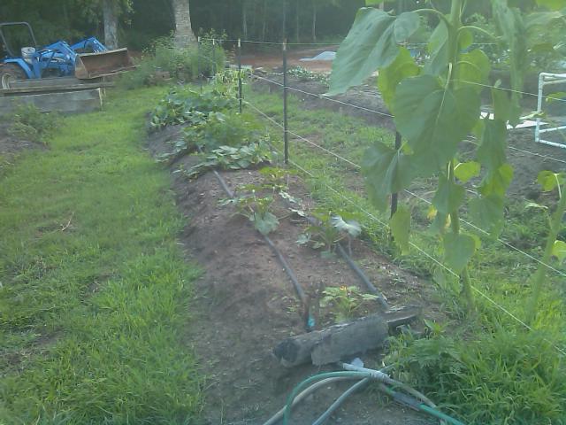 06-05-2012 Permanent metal poles on raised bed #2.jpg