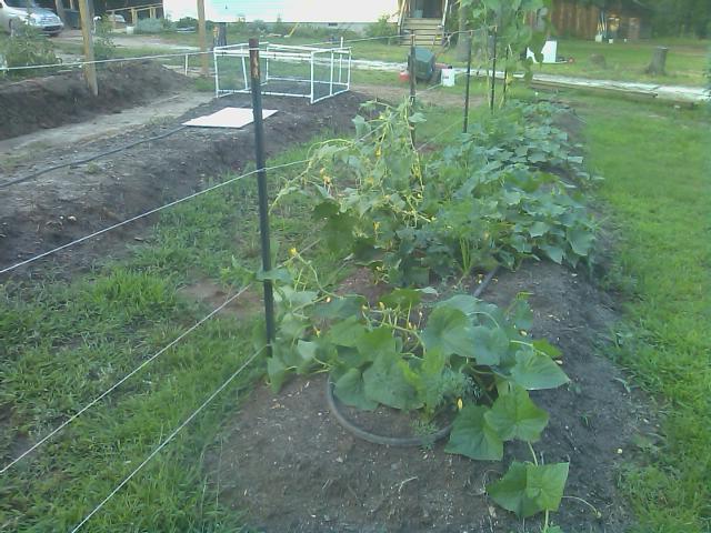 06-05-2012 draped the cucumber plants over the strings.jpg