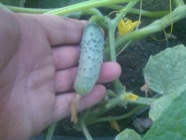 06-05-2012 pickling cucumbers.jpg