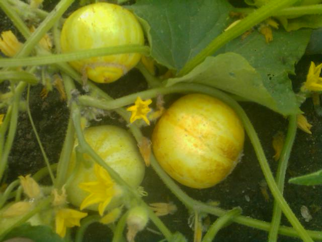 06-05-2012 yellow lemon cucumbers.jpg