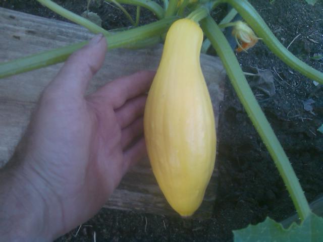 06-05-2012 yellow squash.jpg