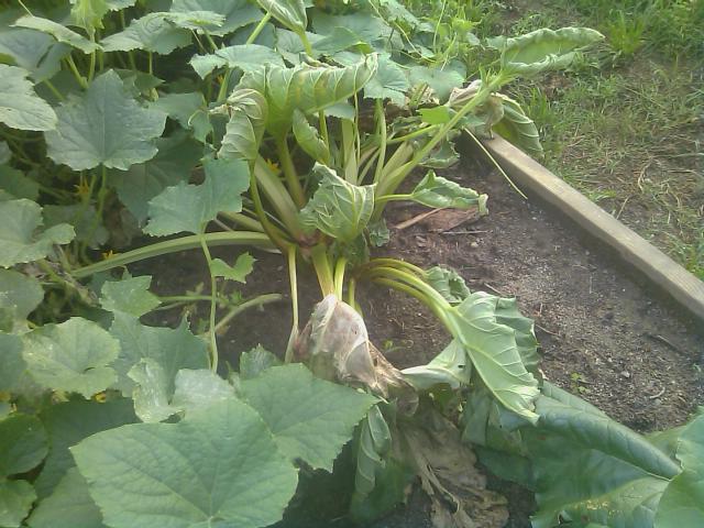 06-05-2012 rhubarb is dying.jpg