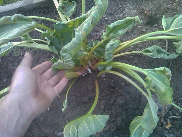 06-05-2012 something is killing my rhubarb.jpg