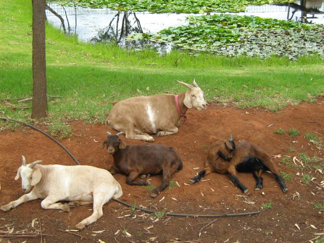 Assorted photos 2010 019 (Small).jpg