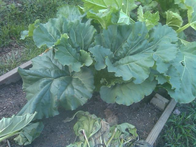 06-05-2012 this rhubarb is fine and healthy.jpg