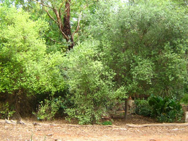 Assorted photos 2010 020 (Small).jpg