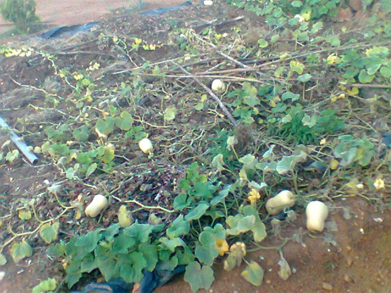 Photo0124 (Medium).jpg