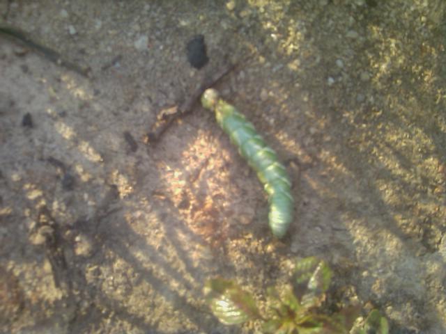 7-18-2012 Kill the hornworms.jpg