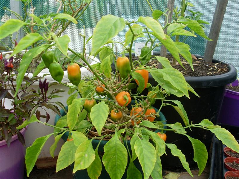 chilli 010 (Medium).JPG