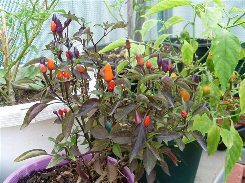 chilli 011 (Medium).JPG