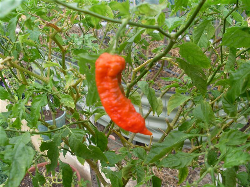 chilli 041 (Medium).JPG