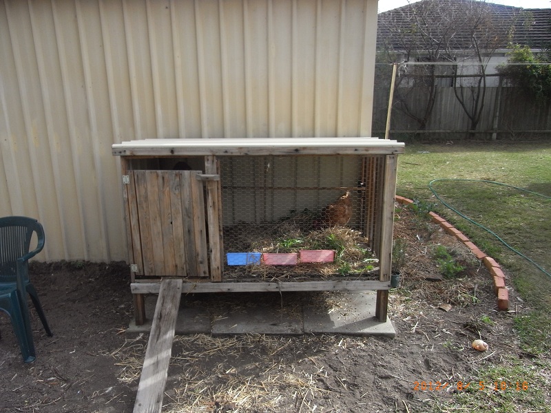 Chooks_050812.jpg