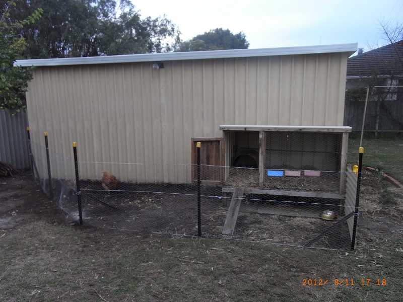 Chooks_110812 (1).JPG