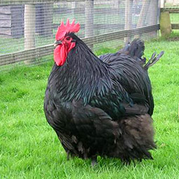 Australorp.jpg