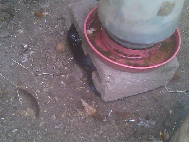 8-04-2012 Sneaky little bugger.jpg