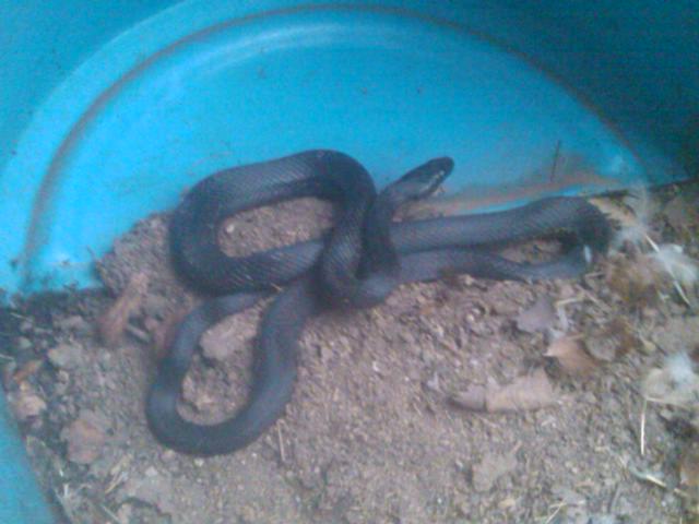 8-04-2012 Trying to get away.jpg