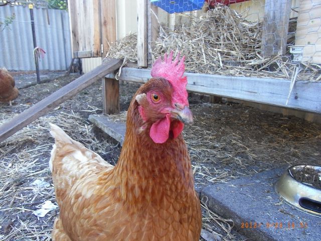 RIMG0008 - Copy (640x480).jpg