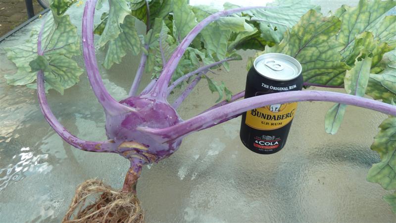 002 (Medium) (2).JPG