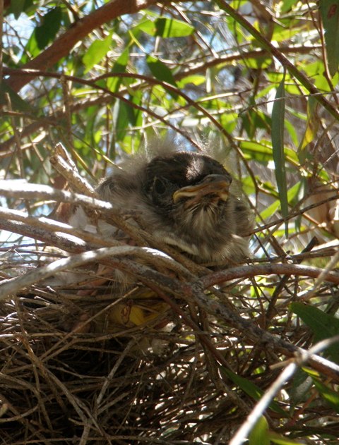 Baby wattlebird.jpg