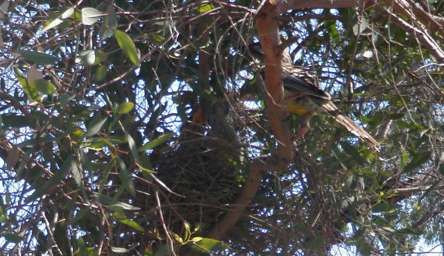 Mum feeding the babies.jpg