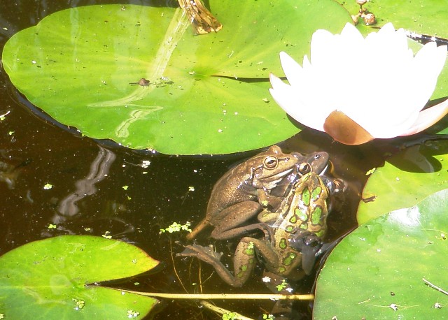 Playtime in the frog pond.jpg
