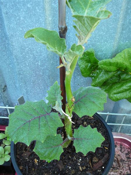 02-02-10 - BAP_BF 021 (Medium).jpg