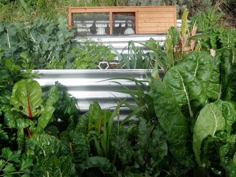 P1010446 (Custom).JPG