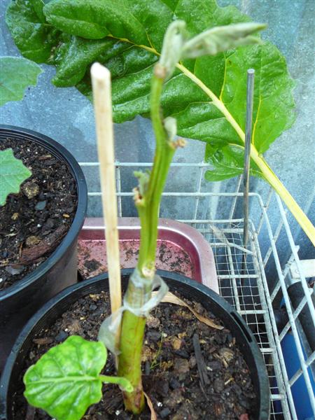 02-02-10 - BAP_BF 022 (Medium).jpg