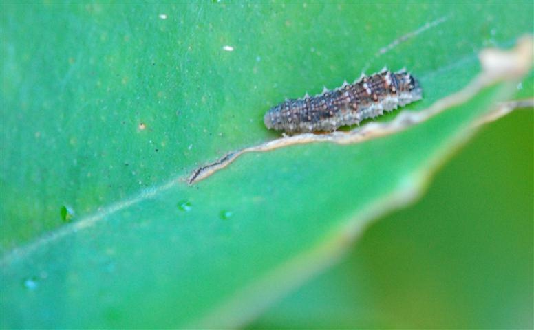 DSC_0302 R (Small).jpg