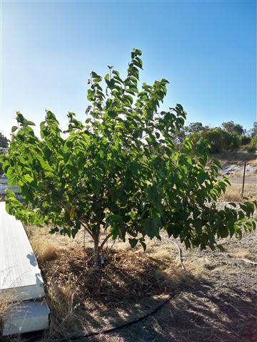 100_0499 (Small).JPG