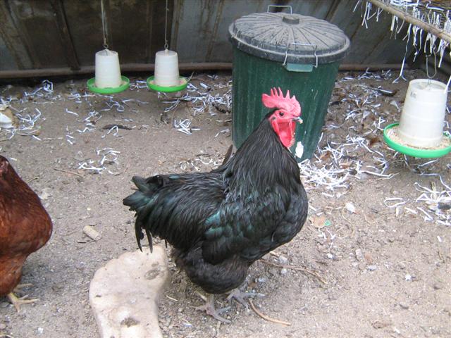 Assorted photos 2010 028 (Small).jpg