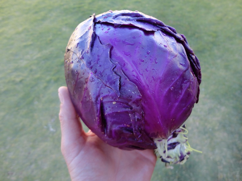cabbage1.jpg