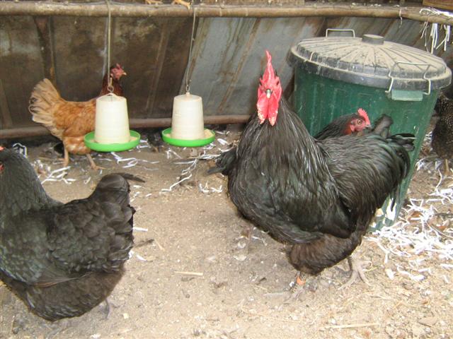 Assorted photos 2010 029 (Small).jpg