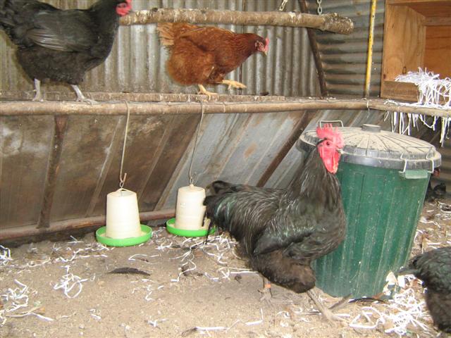 Assorted photos 2010 030 (Small).jpg