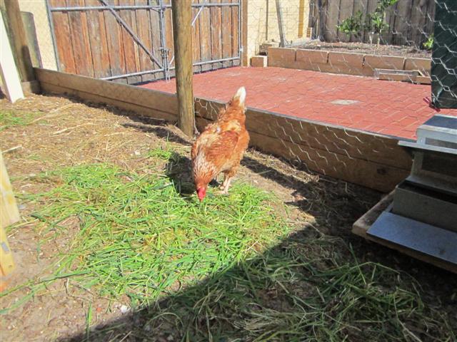 IMG_0782 (Small).jpg