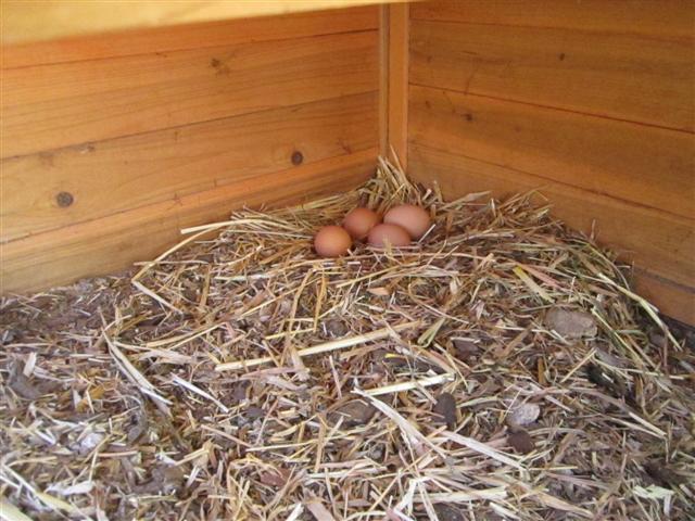 IMG_0783 (Small).jpg