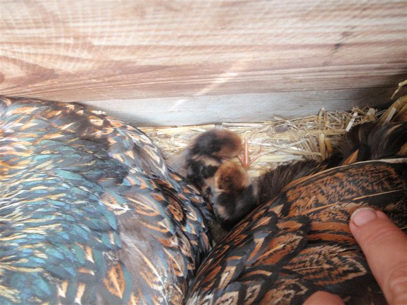 PA300008 (Custom).JPG