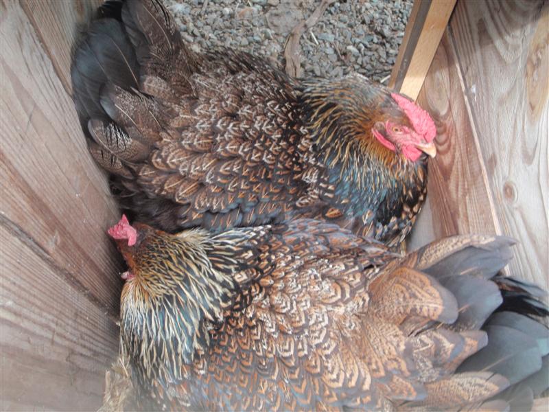 PA300009 (Custom).JPG