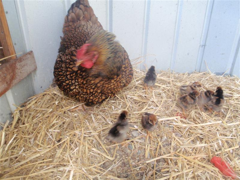 PB010012 (Custom) (2).JPG