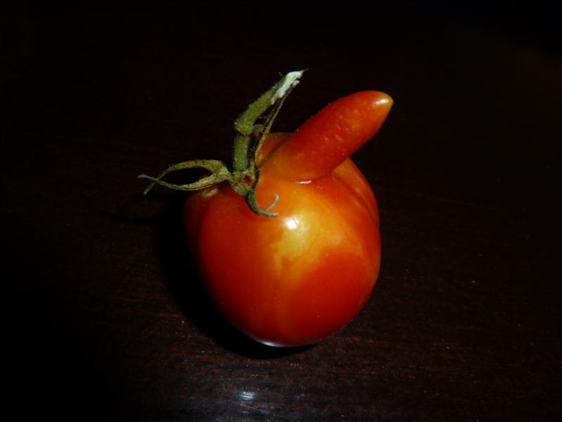 P1000739 (Medium).JPG