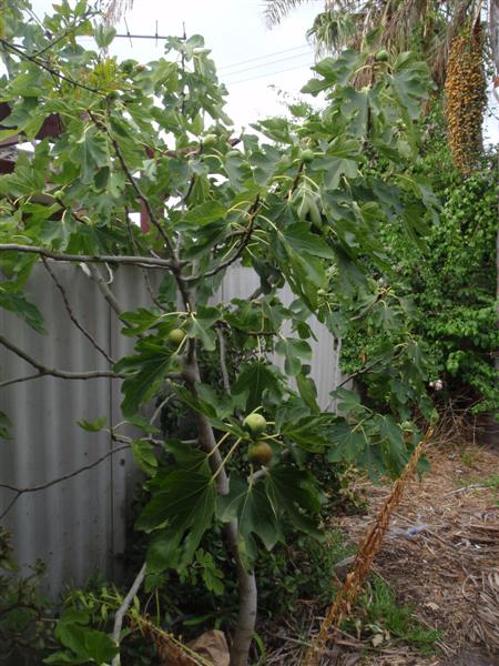 P2060417 (Medium).JPG