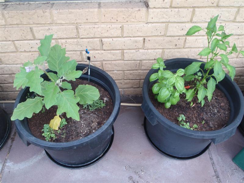 P2060414 (Medium).JPG