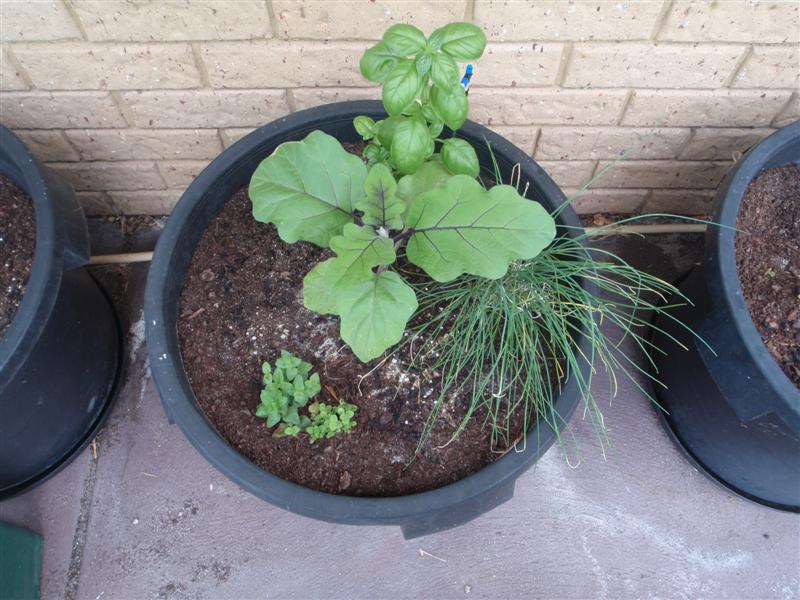 P2060415 (Medium).JPG